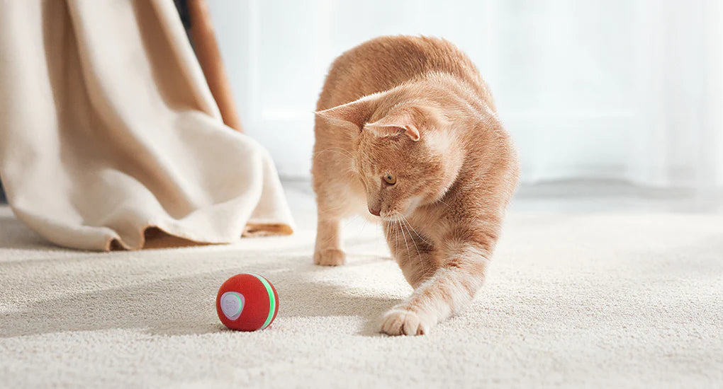 Wicked Ball M3 kistestű kutyáknak és cicáknak